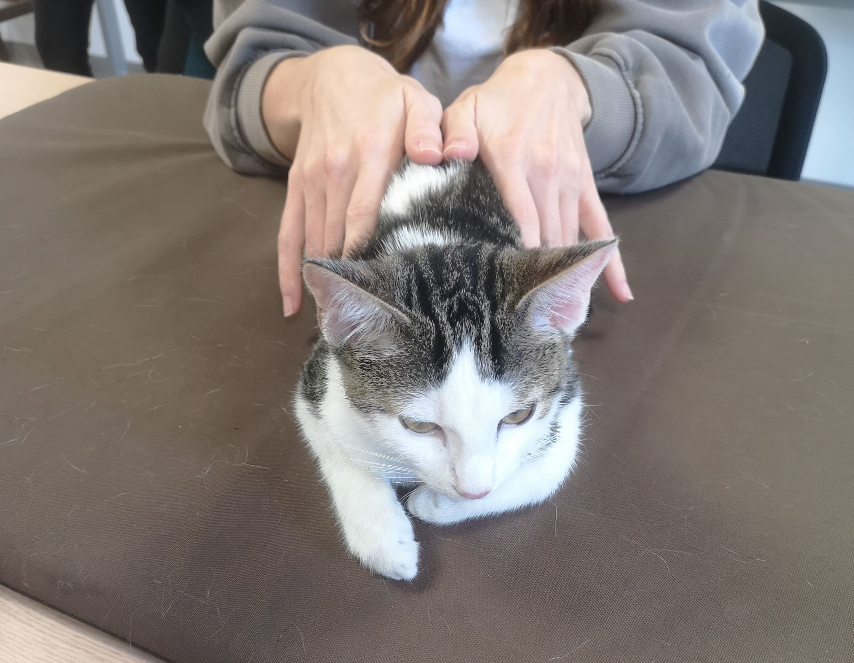 ostéopathie féline école ostéopathie animale formation Aix en Provence Marseille