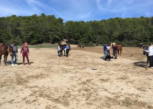 pratique équine animosteo