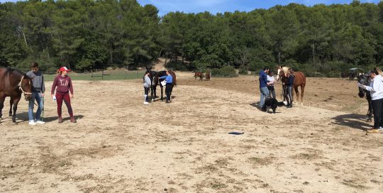 pratique équine animosteo