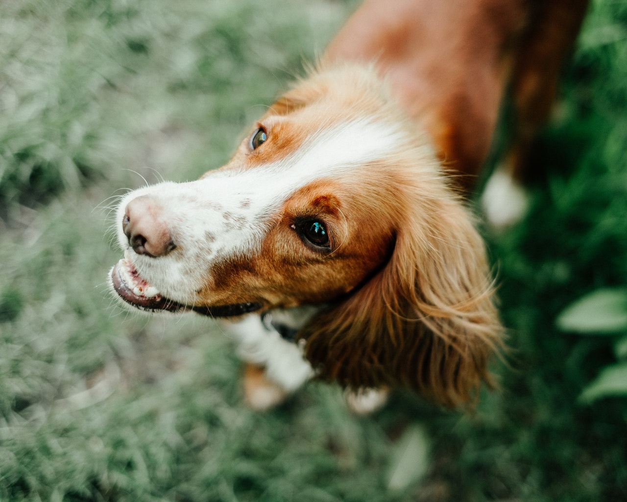 formation ostéopathie animale