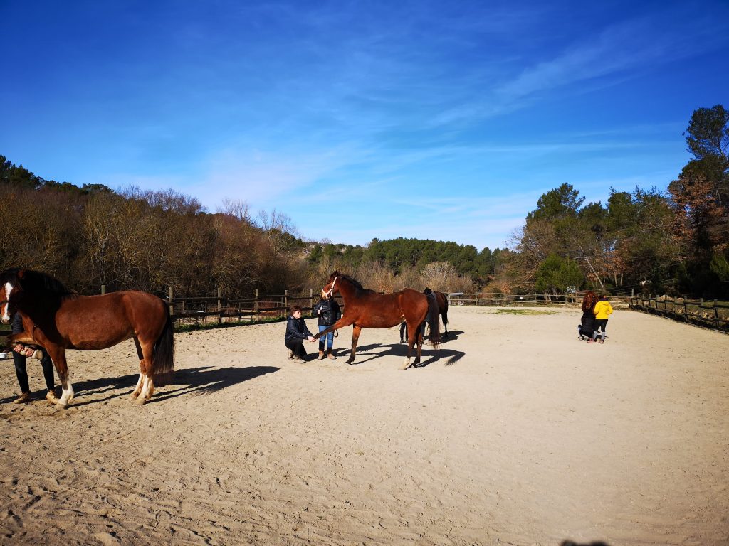 Cours pratique avec des chevaux dans une carrière