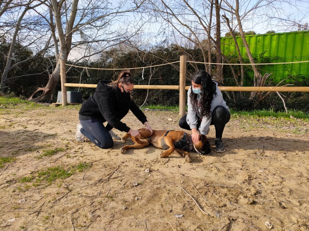 Deux étudiantes en séance pratique avec un chien, en extérieur