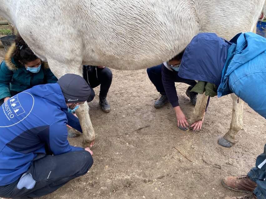Étudiants d'Animosteo en séance pratique auprès d'un cheval