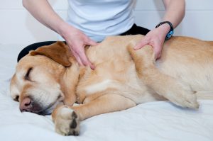 apprentissage ostéopathie animale