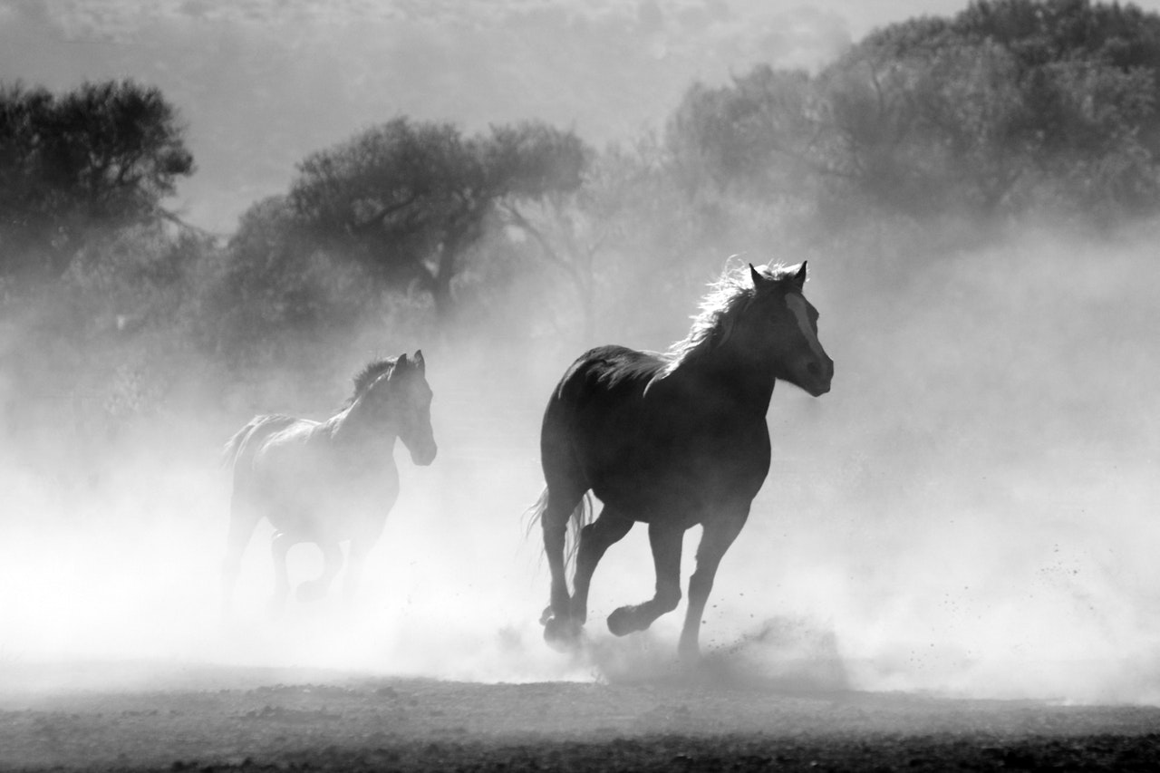 libre et sauvage