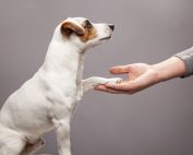 formation ostéopathie animale marseille aix en provence animostéo