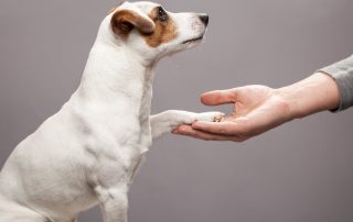 formation ostéopathie animale marseille aix en provence animostéo