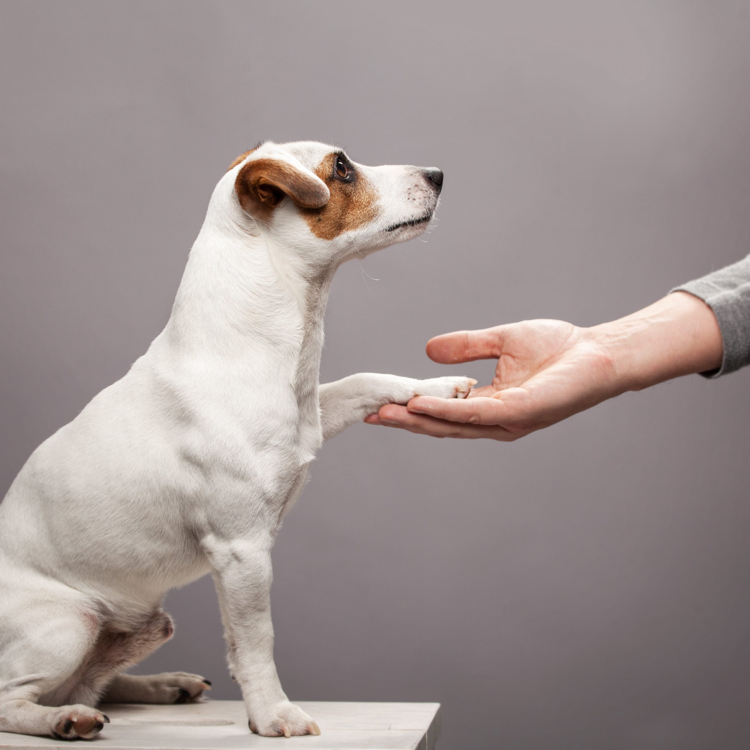formation ostéopathie animale marseille aix en provence animostéo