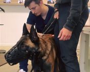 Ostéopathie animale pour les chiens du ministère de l'intérieur