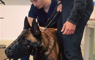 Ostéopathie animale pour les chiens du ministère de l'intérieur