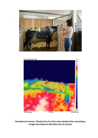 Recherche sur les liens entre dysfonctions somatiques, images thermiques et diarrhée équine