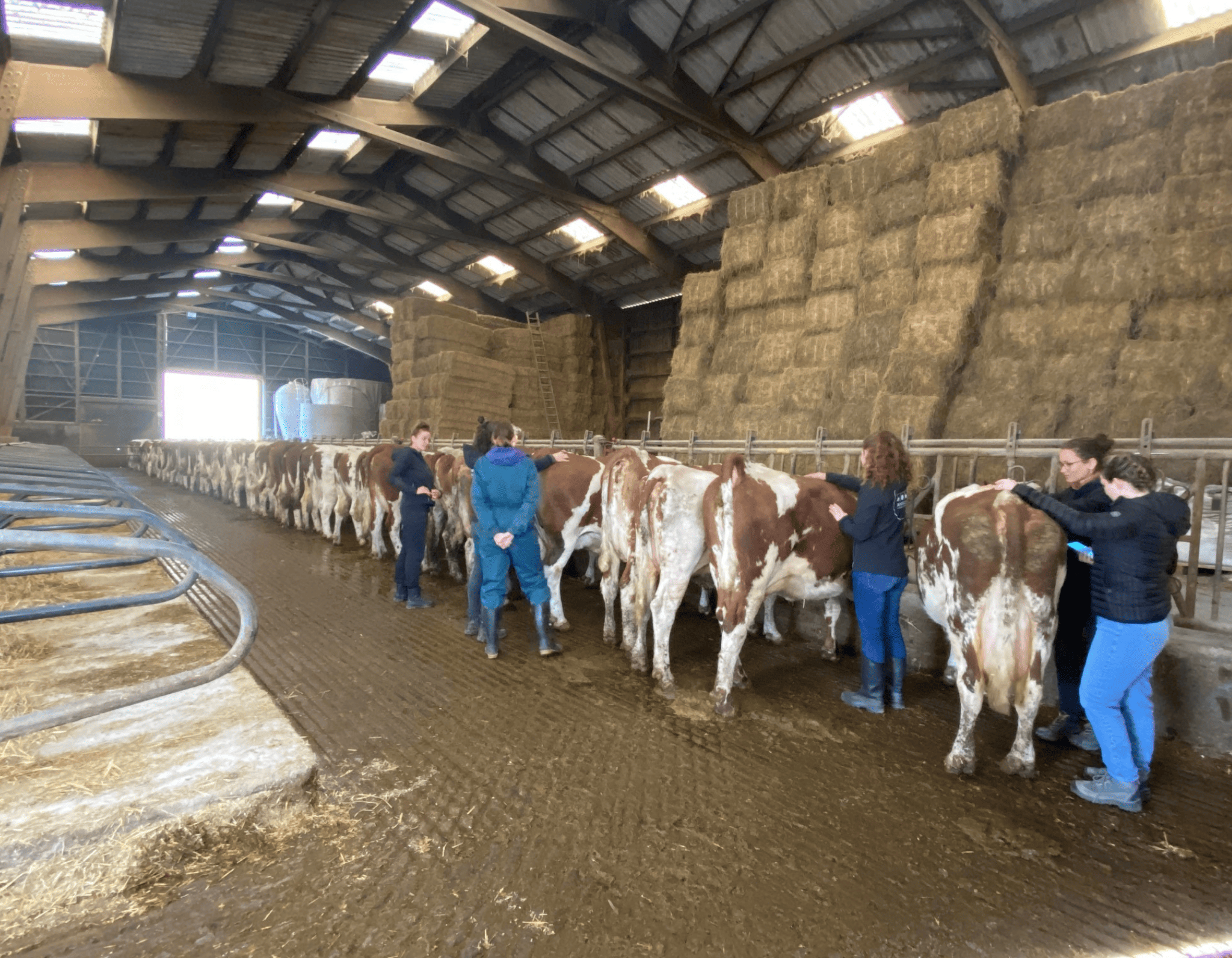 Ostéopathie ruminant Animosteo
