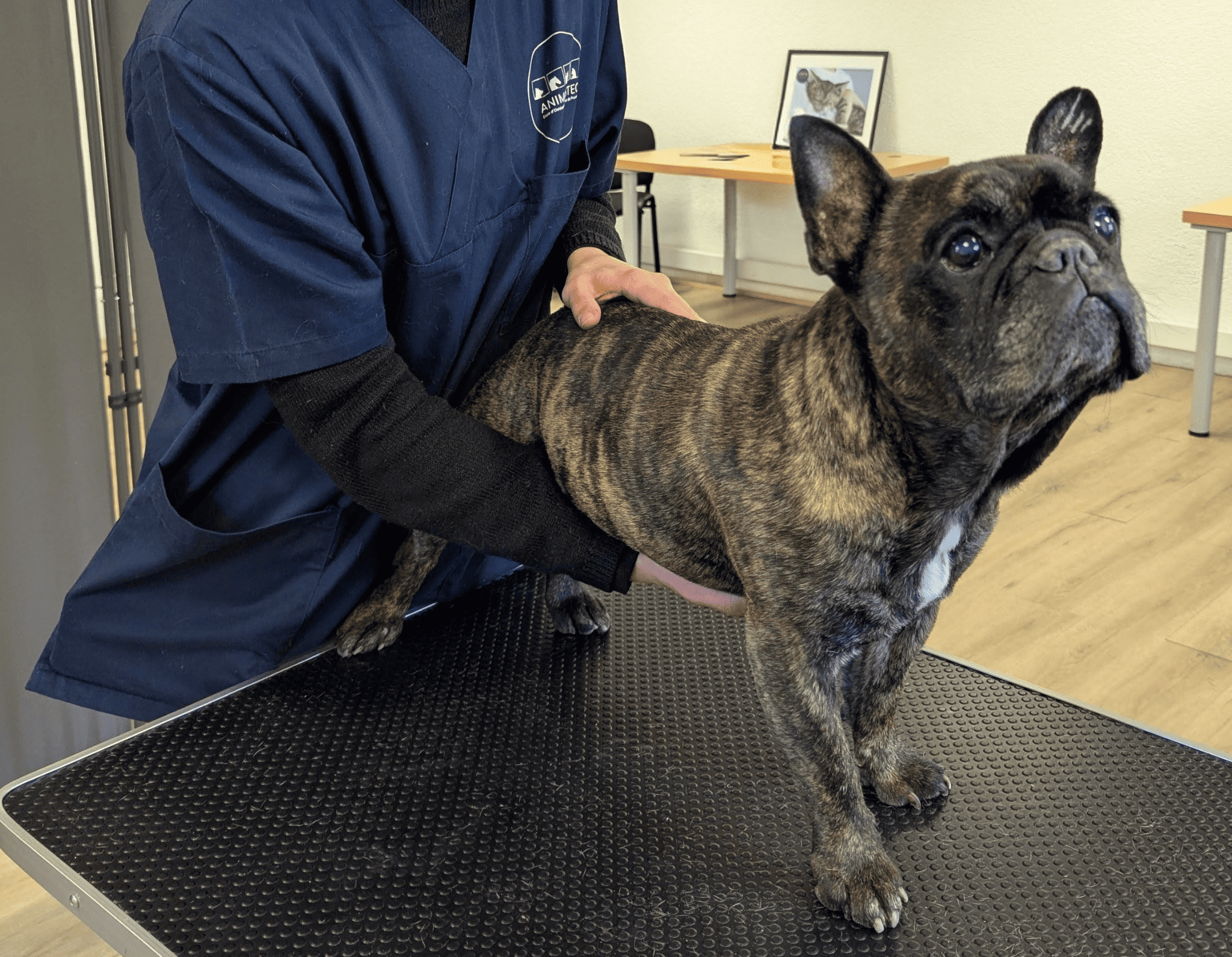 Ostéopathie canine Animosteo