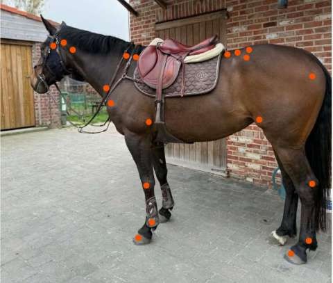 Cheval équipé de repères sur les reliefs osseux avant captation vidéo