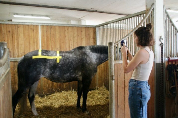 Prise de vue à la caméra thermique sur un cheval, zone lombaire repérée
